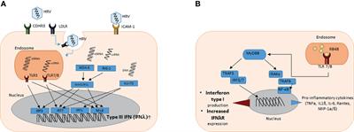 Regulation and Function of Interferon-Lambda (IFNλ) and Its Receptor in Asthma